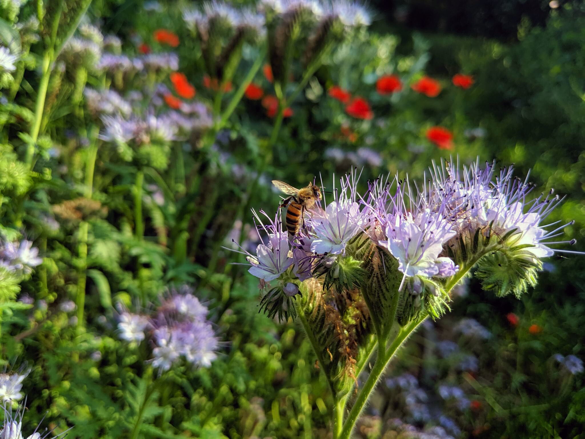 Biene auf lila Phacelia-Blüte