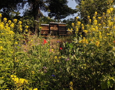 Bienenstöcke in Wildblumenwiese